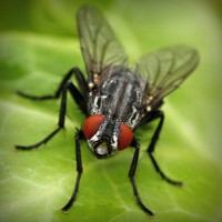 /album/latifesultanyatcilik/photolia-a01-jpg/