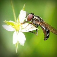 /album/latifesultanyatcilik/photolia-a02-jpg/