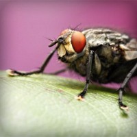 /album/latifesultanyatcilik/photolia-a08-jpg/